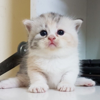 Ngô Hoàng Ngọc Linh