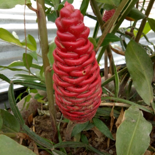 Thạch Thị Đà Rươl