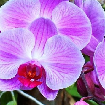 Huỳnh Thiên Hồng Khánh