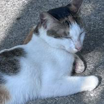 Võ Ngọc Thanh Ngân